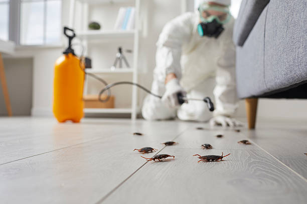 Commercial Rodent Management in Timberville